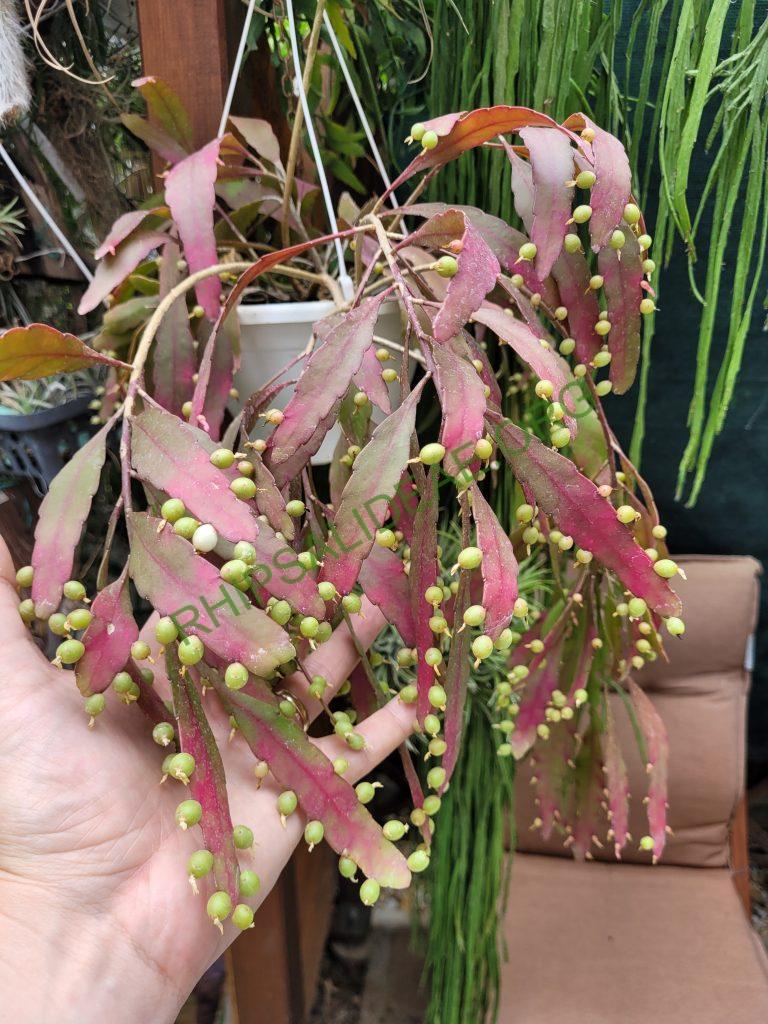 Kimnachia ramulosa subsp. ramulosa f. ramulosa