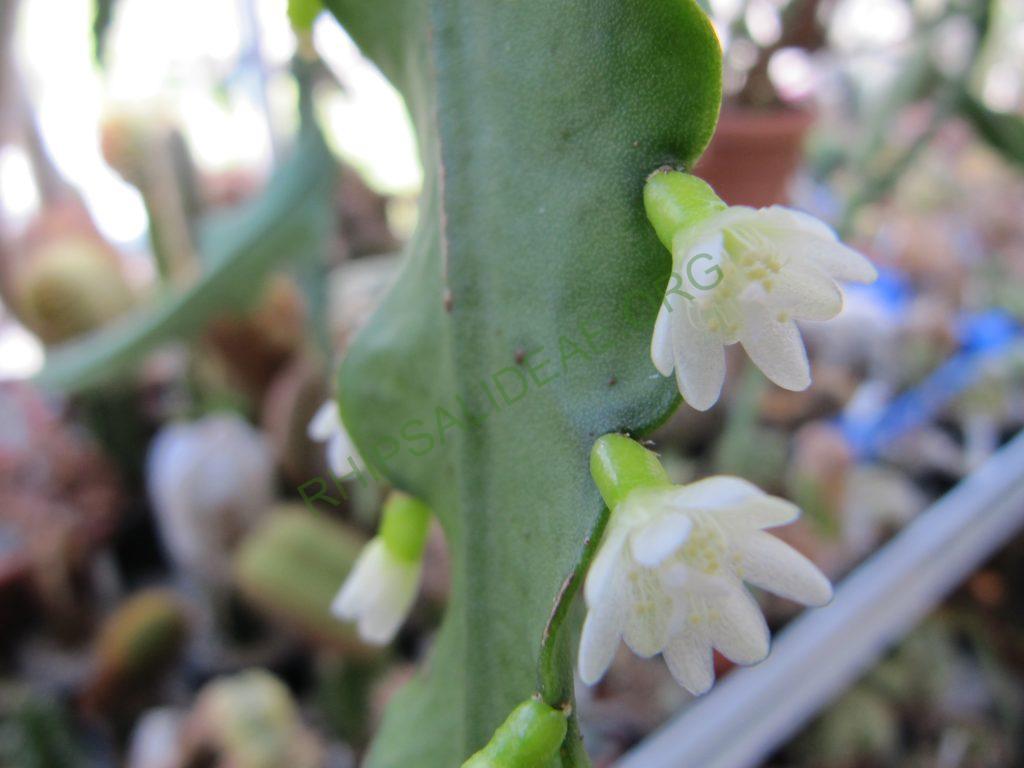 Lymanbensonia brevispina
