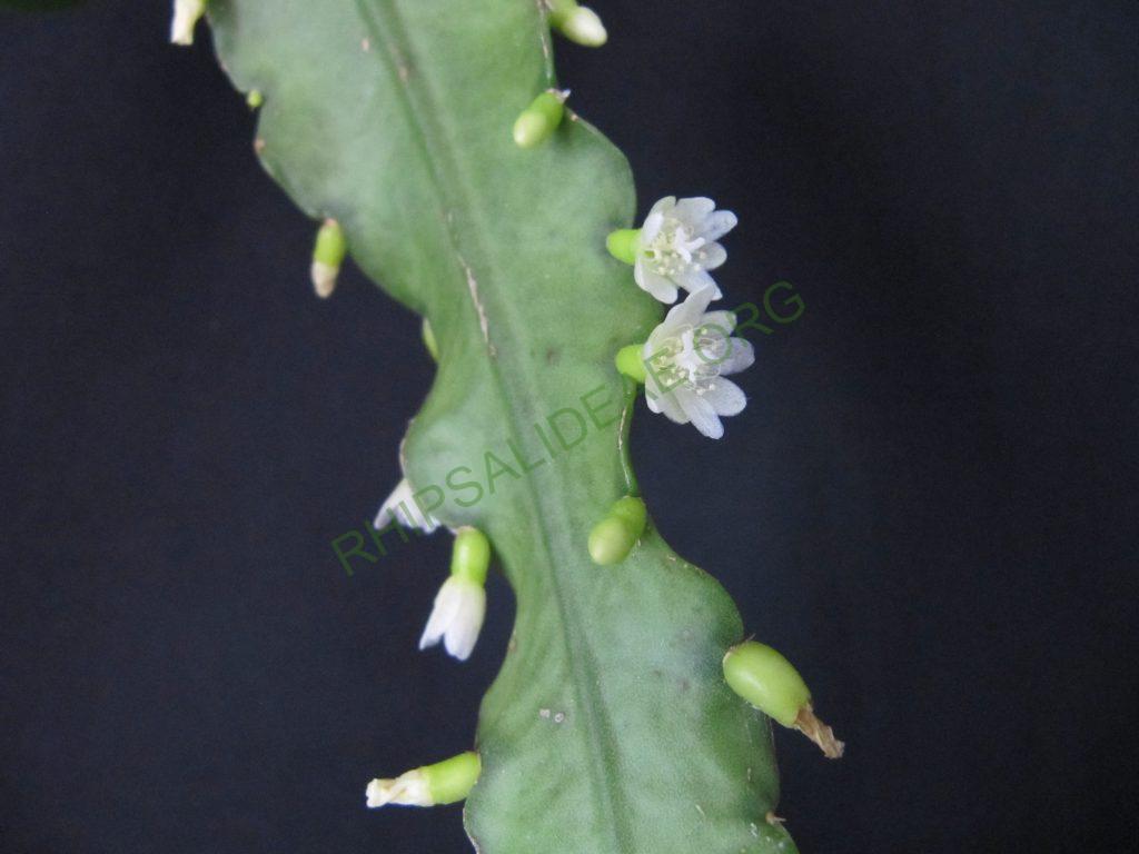 Lymanbensonia brevispina