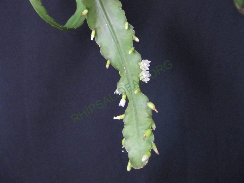 Lymanbensonia brevispina