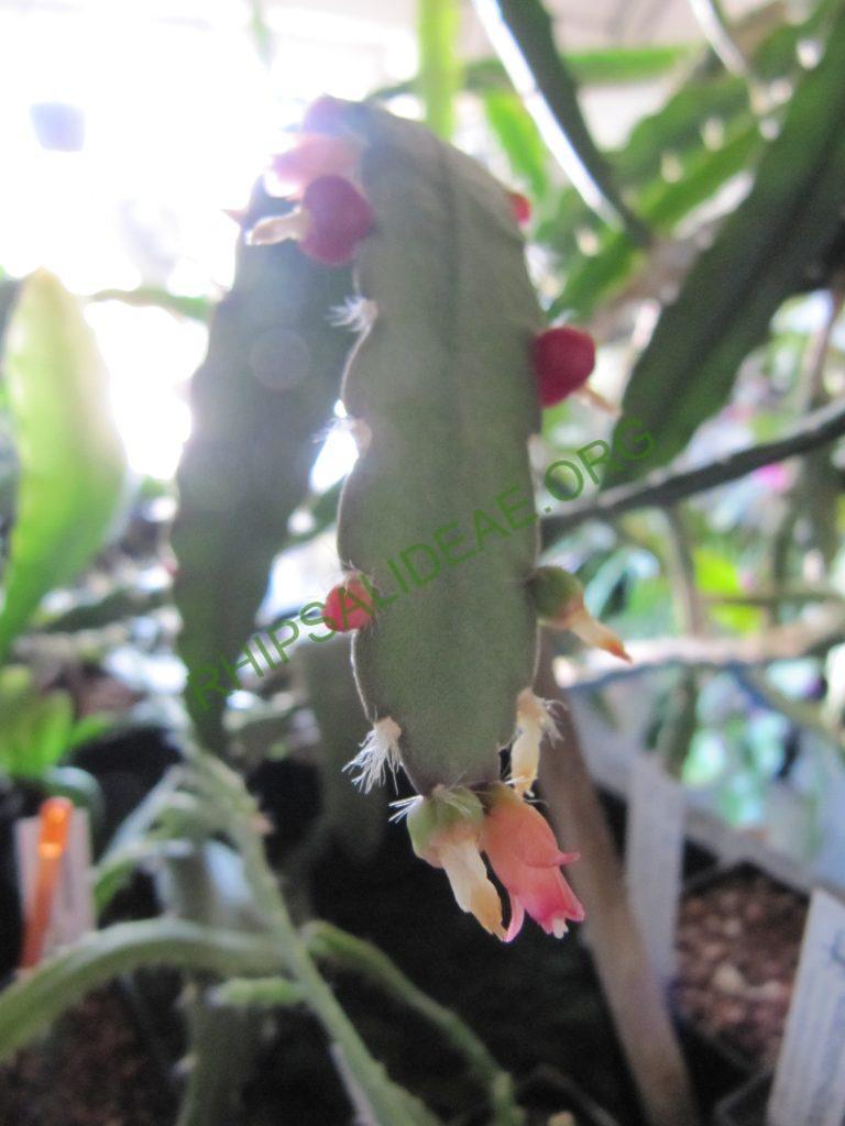 Lymanbensonia incachacana