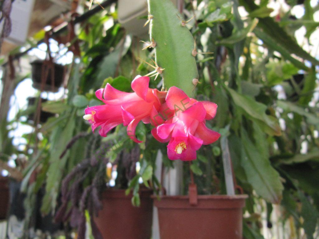 Lymanbensonia micrantha