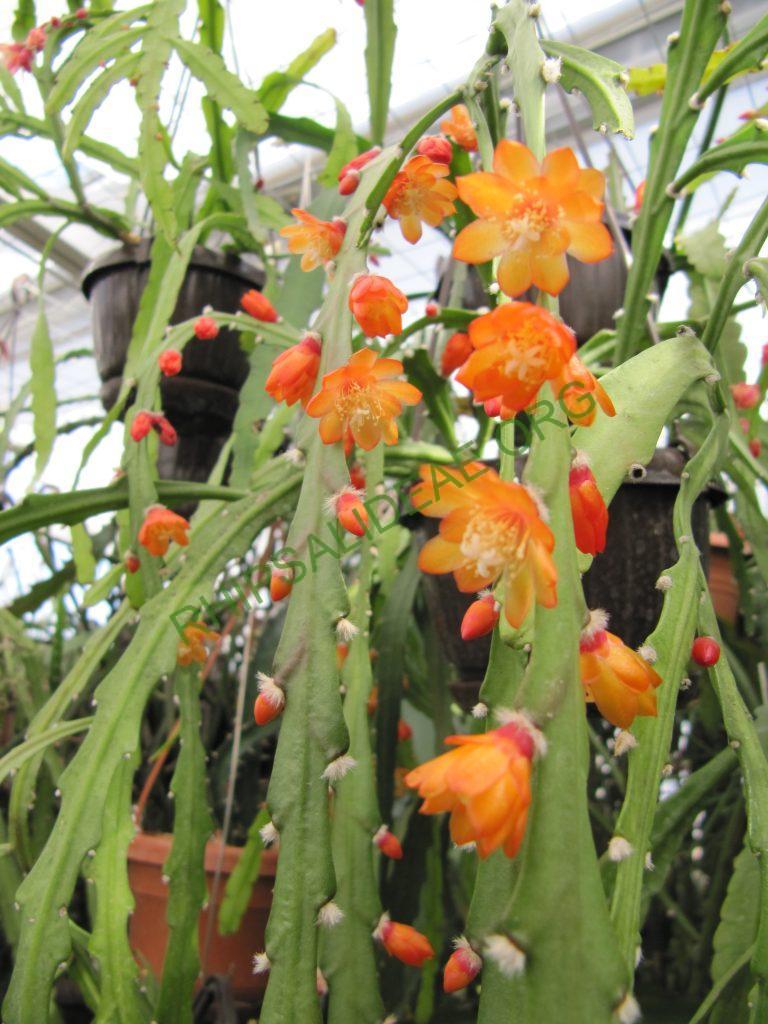 Pfeiffera asuntapatensis, Kessler 9800, Isotype, Department La Paz, Bautista Saavedra Province, Pauji-Yuyo, entre Apolo y Charazsani, Bolivia, 1450m
