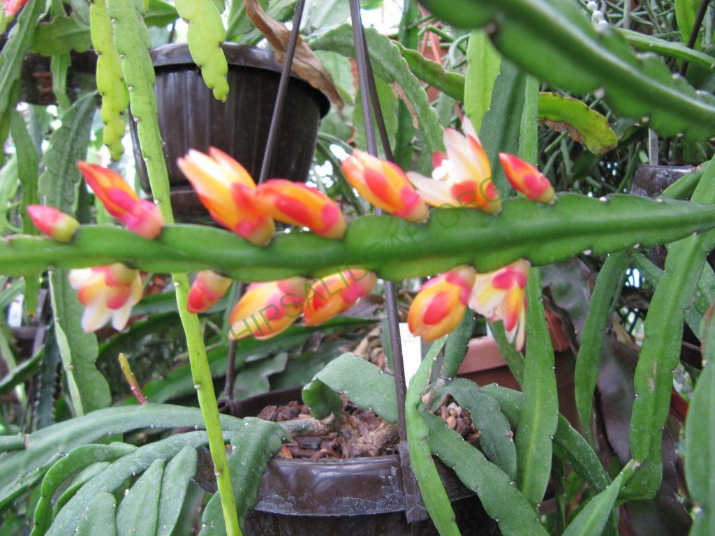Pfieffera boliviana