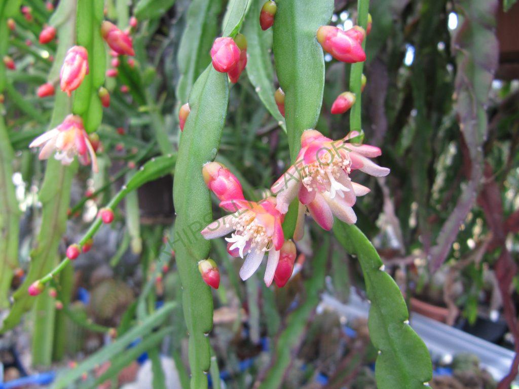 Pfeiffera boliviana