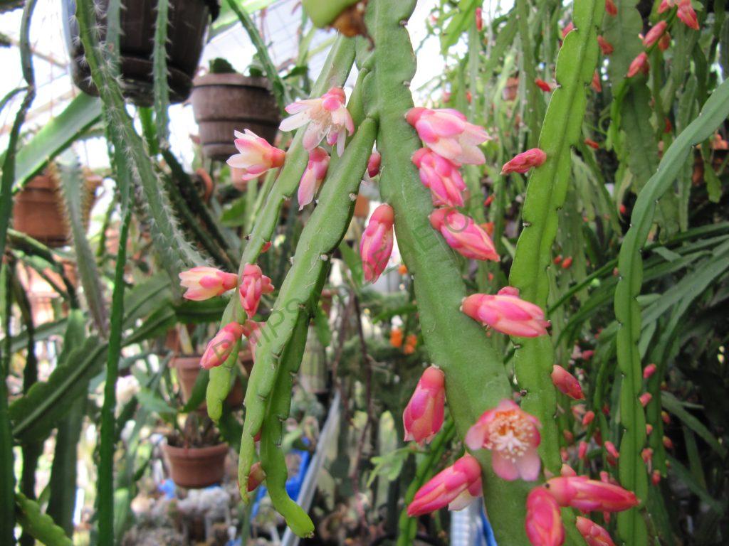 Pfeiffera boliviana