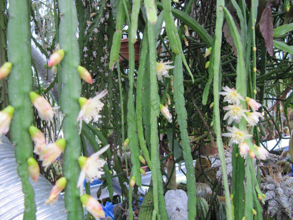 Pfeiffera boliviana