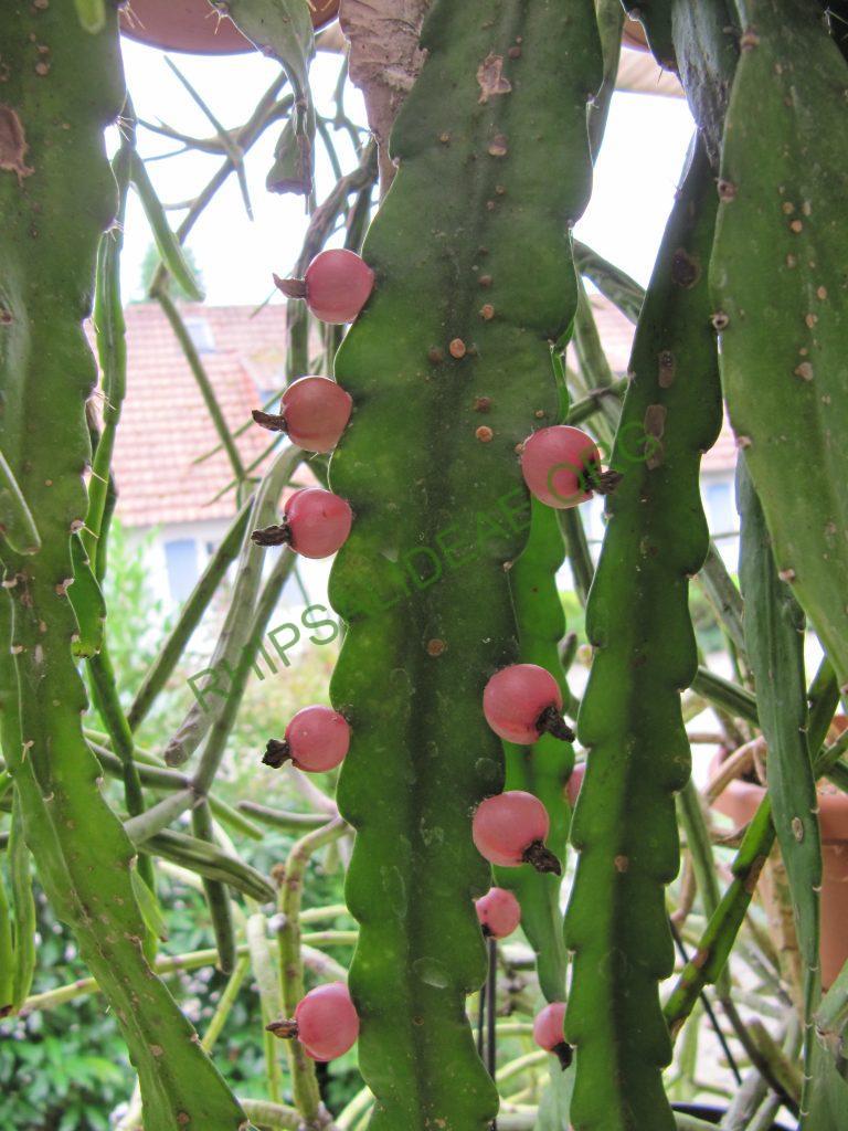 Pfeiffera monacantha subsp. monacantha