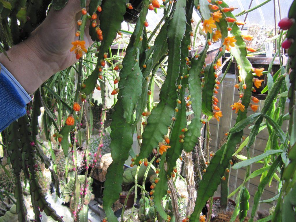 Pfieffera monacantha subsp. monacantha
