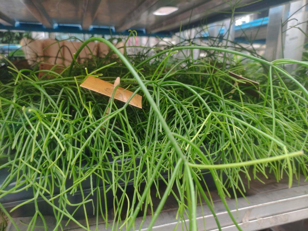 Rhipsalis 'Coral Breeze'