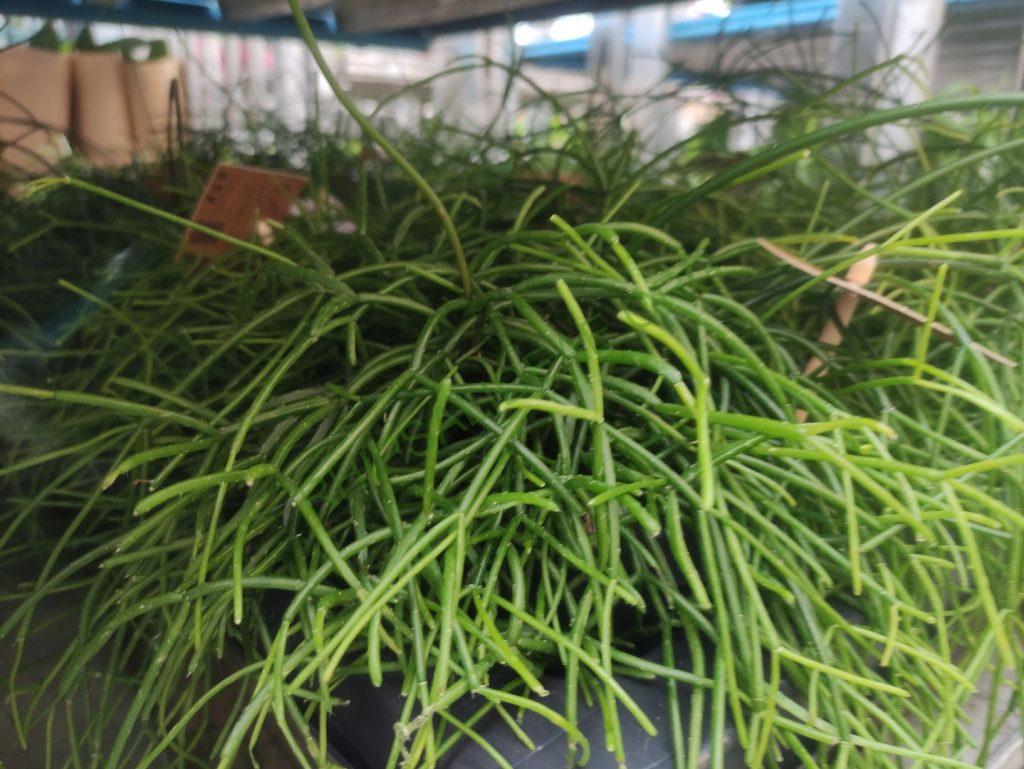 Rhipsalis 'Coral Breeze'