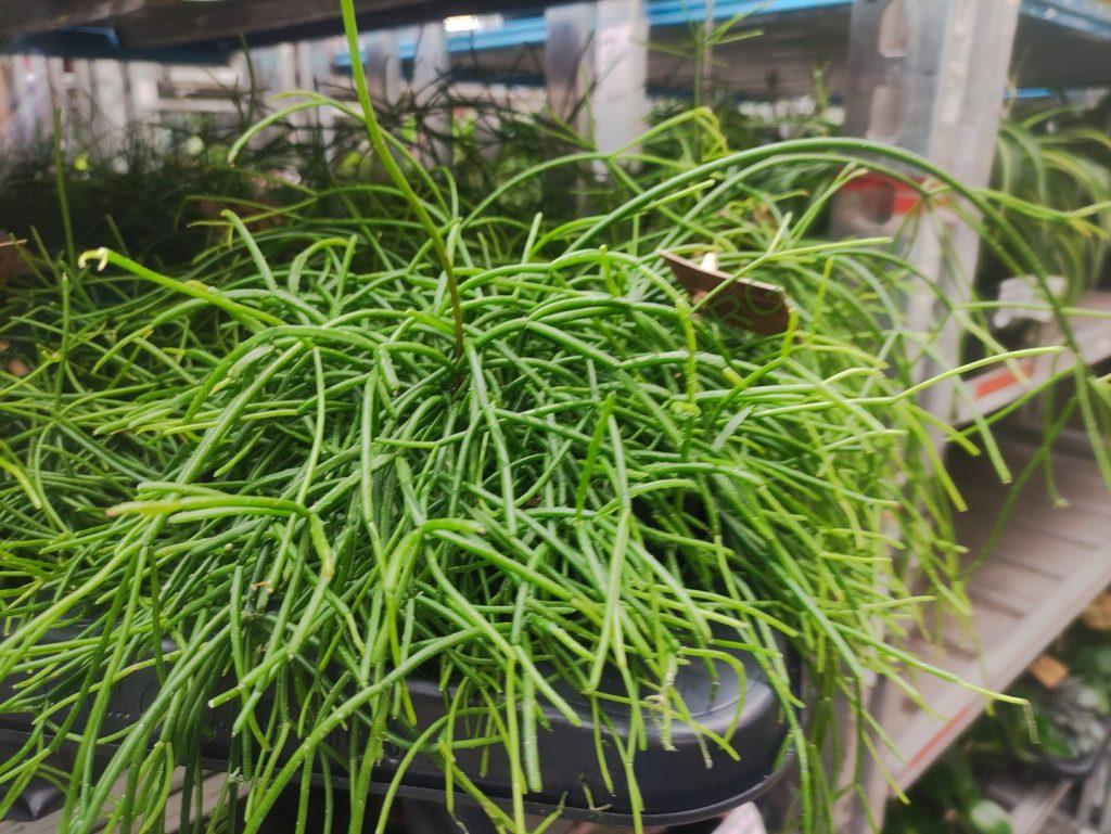 Rhipsalis 'Coral Breeze'