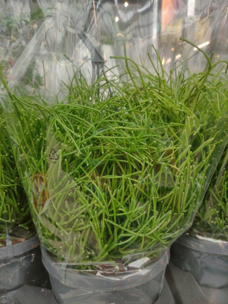 Rhipsalis 'Easy Sweety'