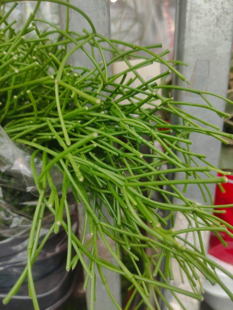 Rhipsalis 'Easy Sweety'