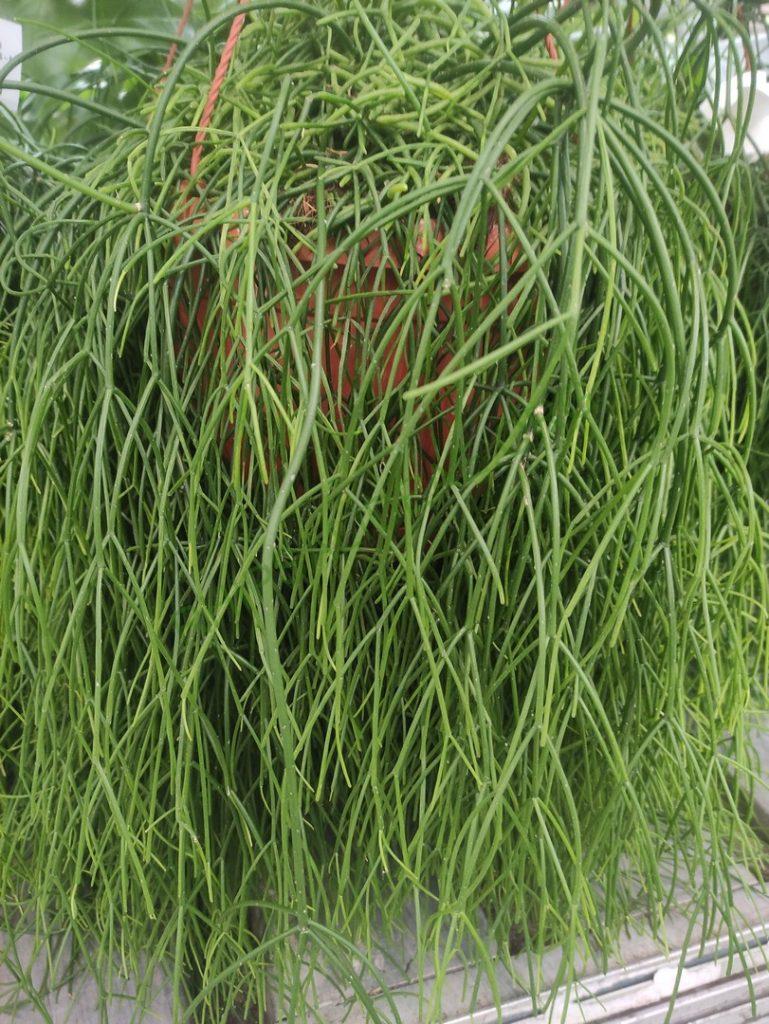 Rhipsalis 'Oasis'