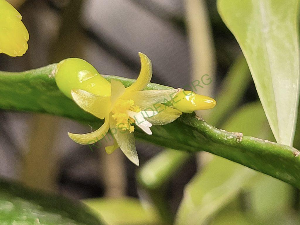 Pseudorhipsalis alata