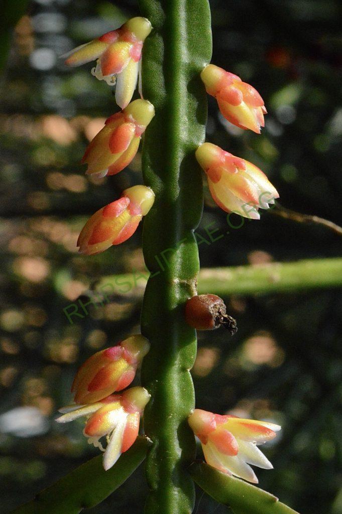 Pfeiffera boliviana