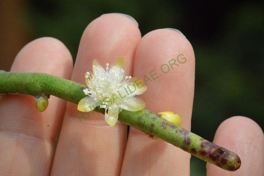 Rhipsalis floccosa subsp. hohenauensis, RBG Kew 1991-1448, Reserva de Itabo, Paraguay, D. Zappi 92