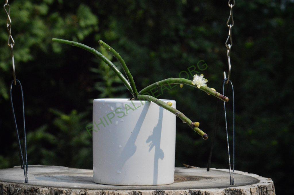 Rhipsalis floccosa subsp. hohenauensis, RBG Kew 1991-1448, Reserva de Itabo, Paraguay, D. Zappi 92