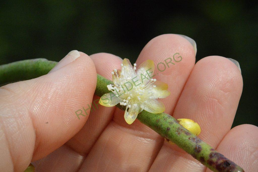Rhipsalis floccosa subsp. hohenauensis, RBG Kew 1991-1448, Reserva de Itabo, Paraguay, D. Zappi 92