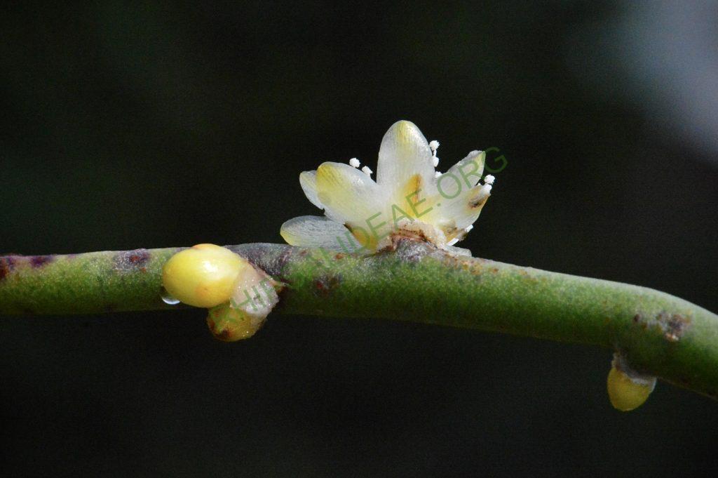 Rhipsalis floccosa subsp. hohenauensis, RBG Kew 1991-1448, Reserva de Itabo, Paraguay, D. Zappi 92