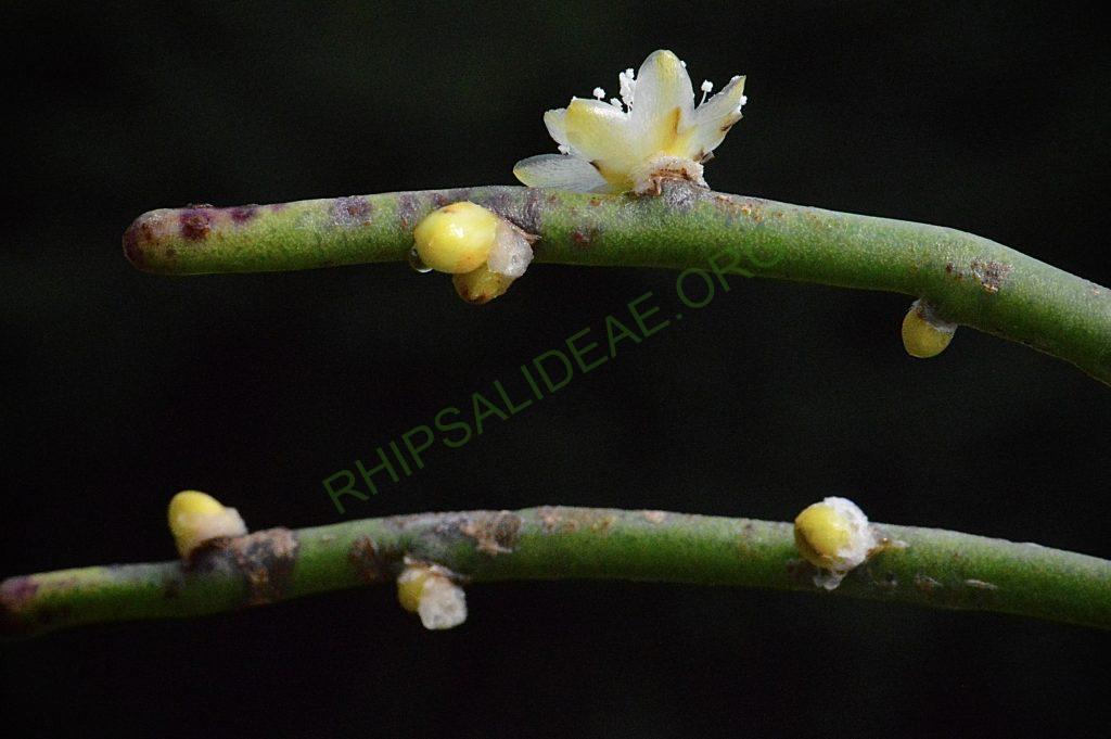 Rhipsalis floccosa subsp. hohenauensis, RBG Kew 1991-1448, Reserva de Itabo, Paraguay, D. Zappi 92