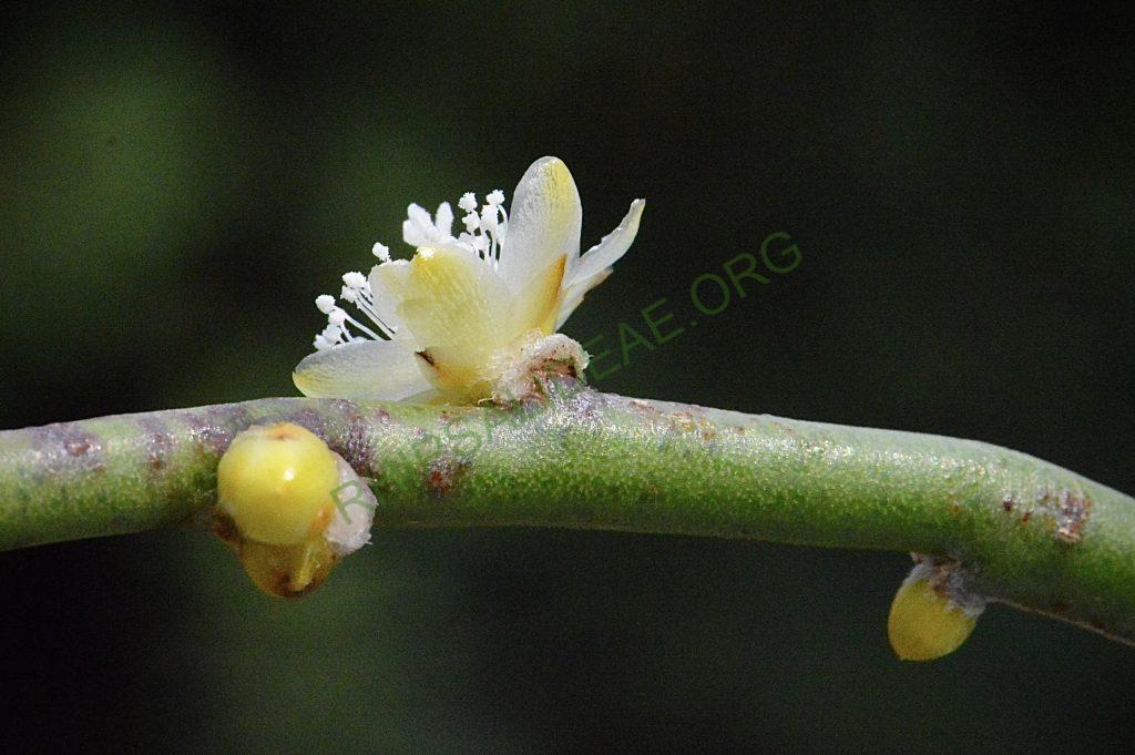 Rhipsalis floccosa subsp. hohenauensis, RBG Kew 1991-1448, Reserva de Itabo, Paraguay, D. Zappi 92