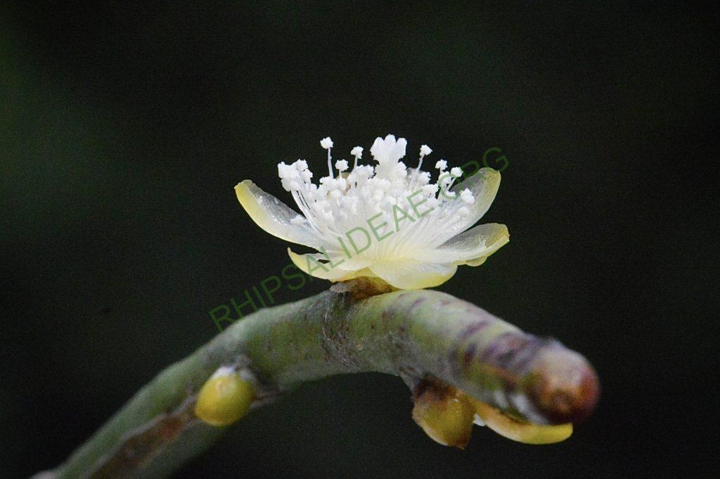 Rhipsalis floccosa subsp. hohenauensis, RBG Kew 1991-1448, Reserva de Itabo, Paraguay, D. Zappi 92