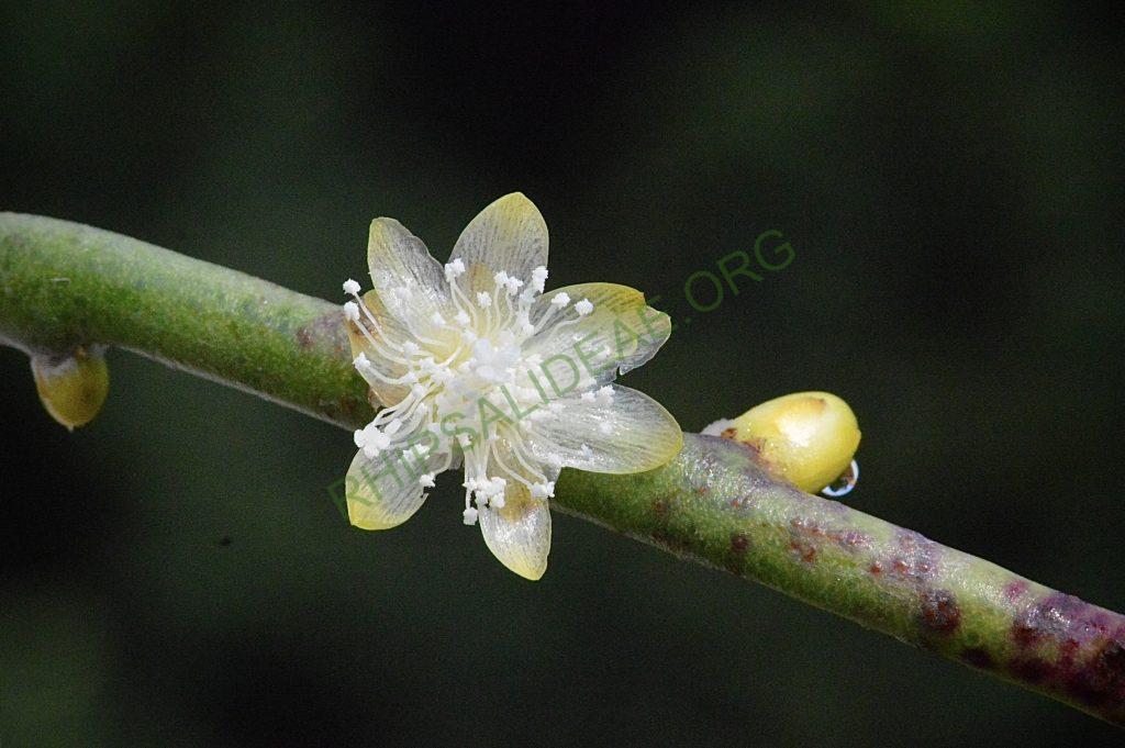 Rhipsalis floccosa subsp. hohenauensis, RBG Kew 1991-1448, Reserva de Itabo, Paraguay, D. Zappi 92