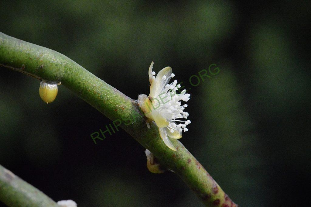 Rhipsalis floccosa subsp. hohenauensis, RBG Kew 1991-1448, Reserva de Itabo, Paraguay, D. Zappi 92