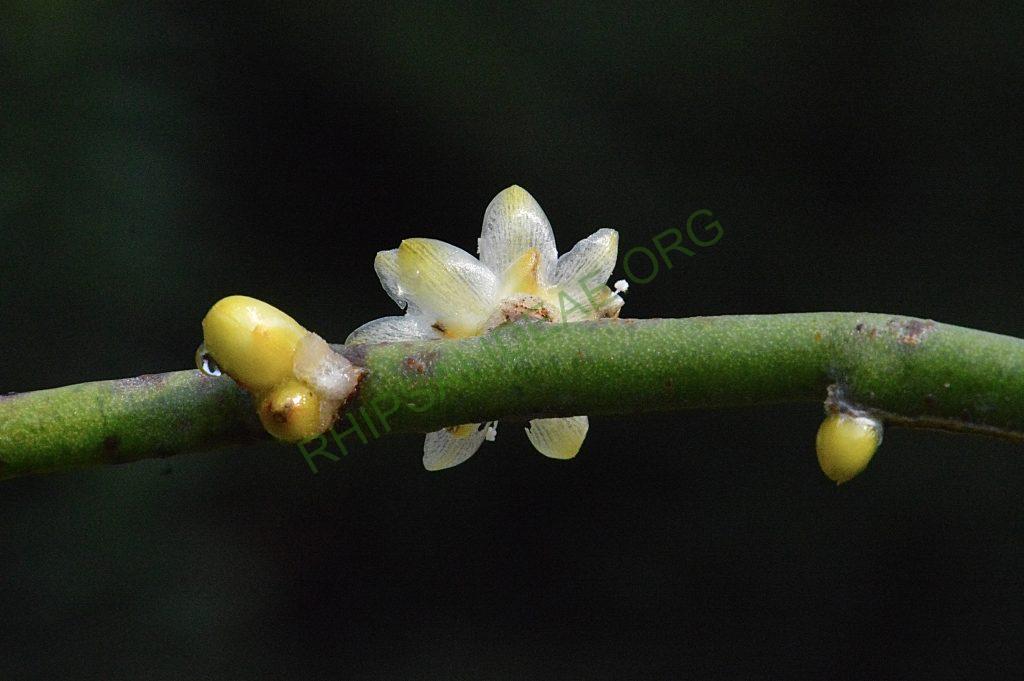 Rhipsalis floccosa subsp. hohenauensis, RBG Kew 1991-1448, Reserva de Itabo, Paraguay, D. Zappi 92