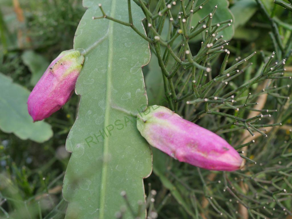 Epiphyllum phyllanthus subsp. phyllanthus, AH 791, Rio Preto, São Paulo, Brazil