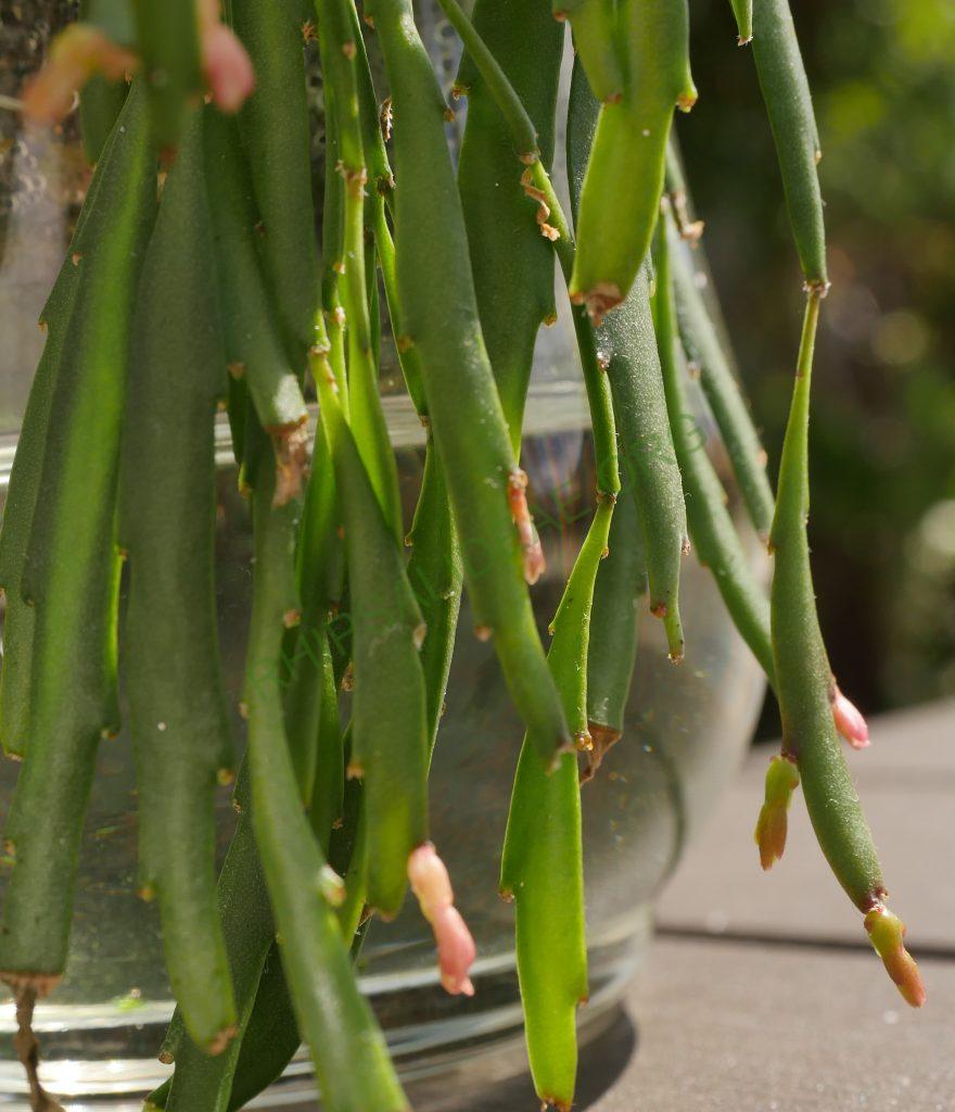 Kimnachia ramulosa subsp. ramulosa f. angustissima