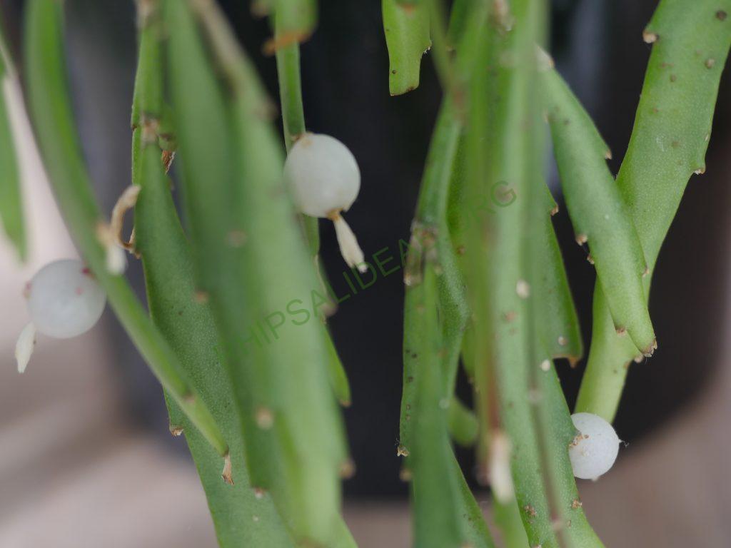 Kimnachia ramulosa subsp. ramulosa f. angustissima