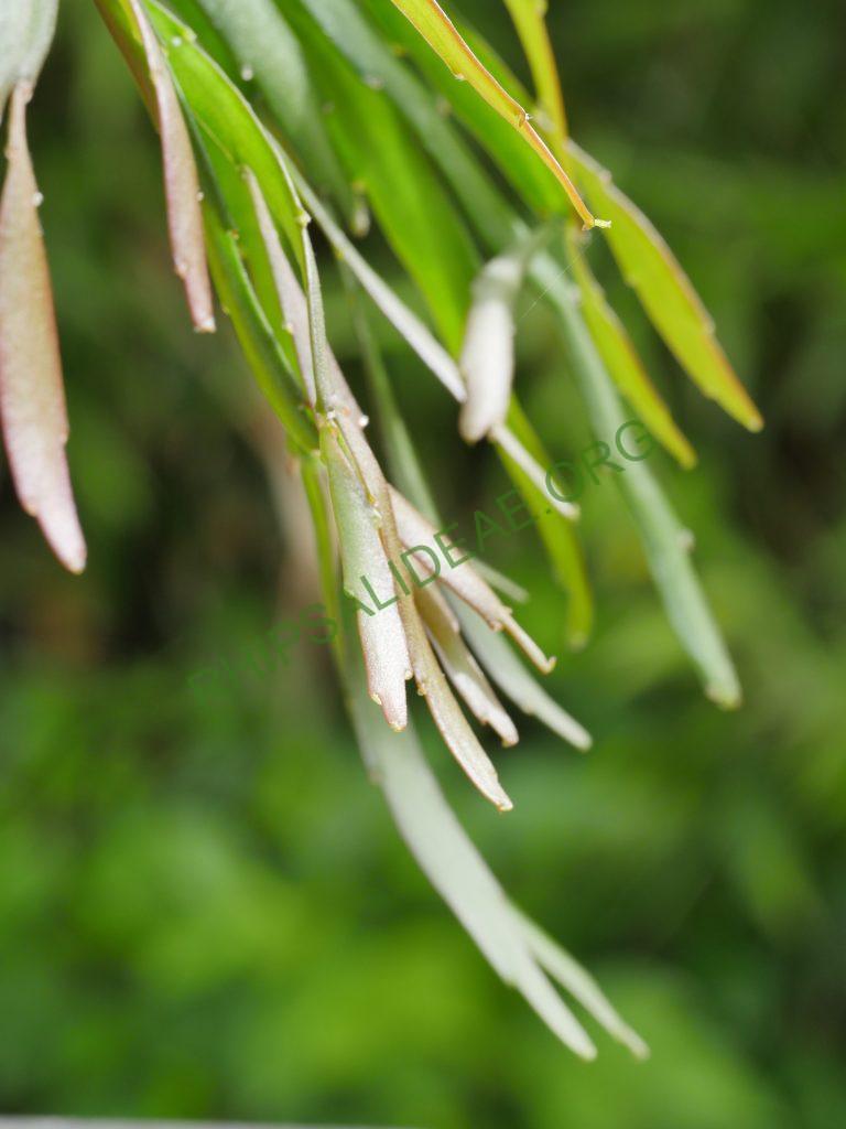 Kimnachia ramulosa subsp. ramulosa f. angustissima