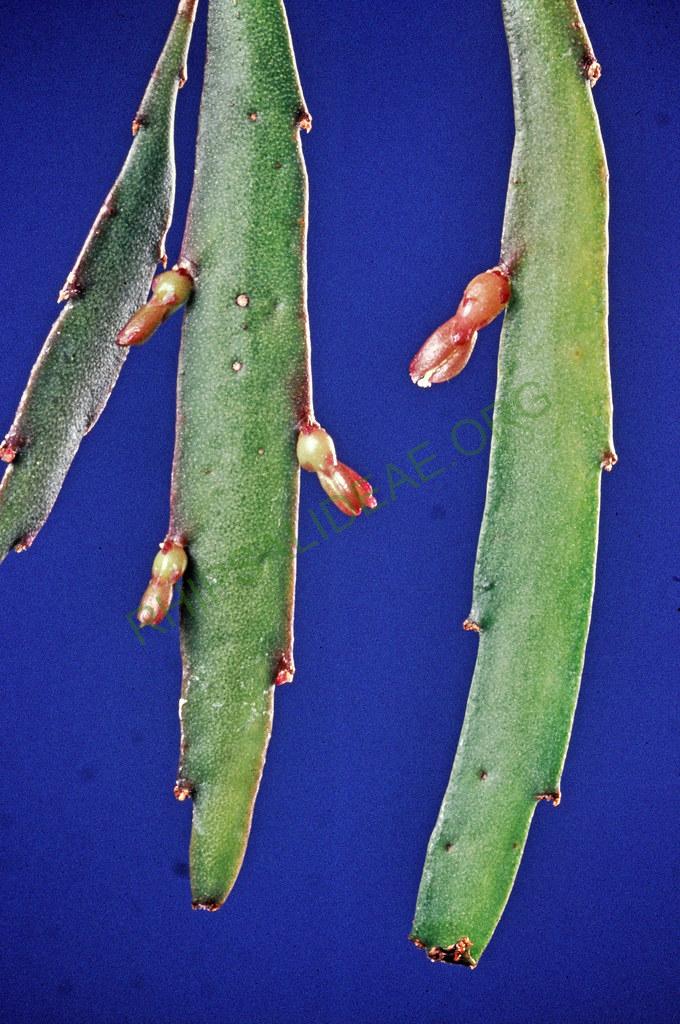 Kimnachia ramulosa subsp. ramulosa f. angusstisima