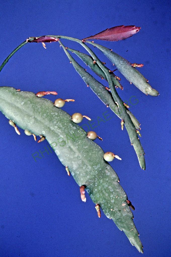 Top: Kimnachia ramulosa subsp. ramulosa f. angustissima, Bottom: Kimnachia ramulosa subsp. ramulosa f. ramulosa
