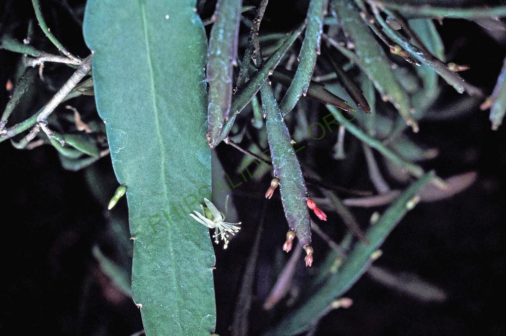 Left: Kimnachia ramulosa subsp. ramulosa f. ramulosa, Right: Kimnachia ramulosa subsp. ramulosa f. angustissima