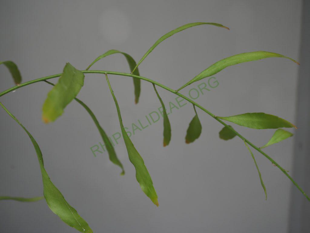 Kimnachia ramulosa subsp. ramulosa f. ramulosa