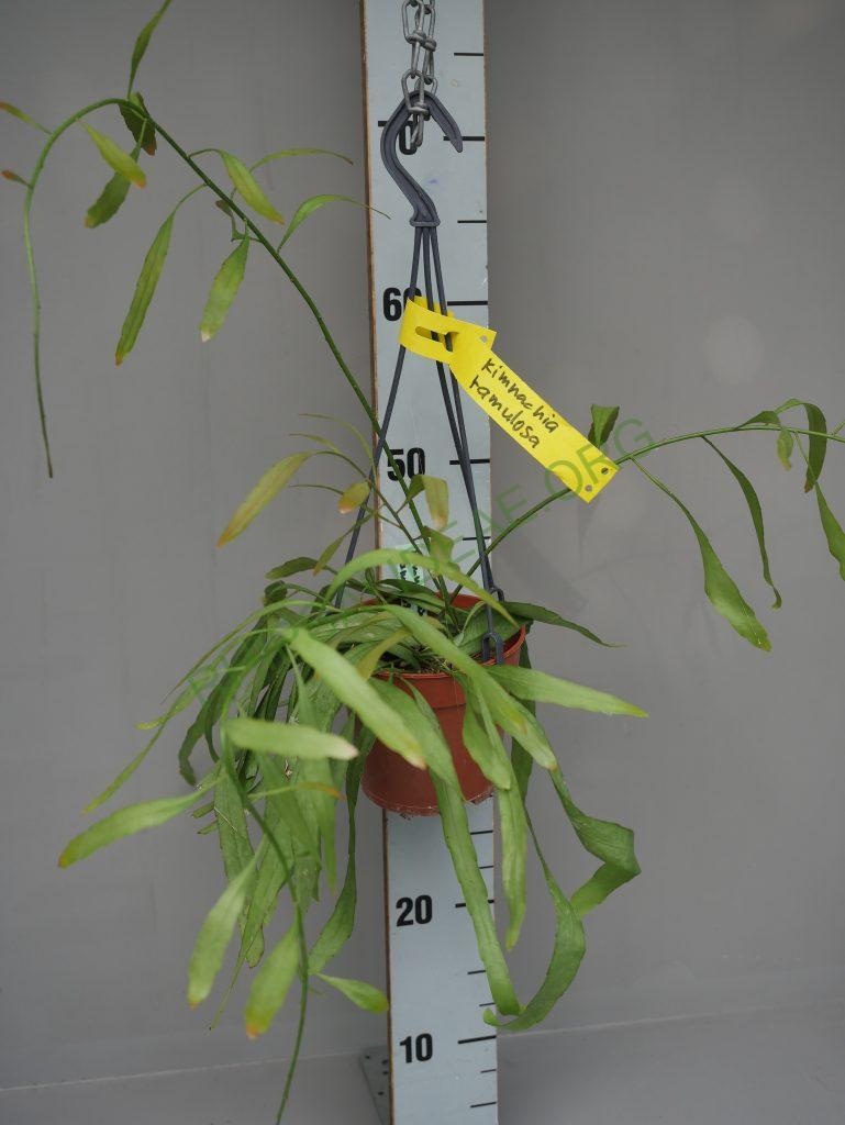 Kimnachia ramulosa subsp. ramulosa f. ramulosa