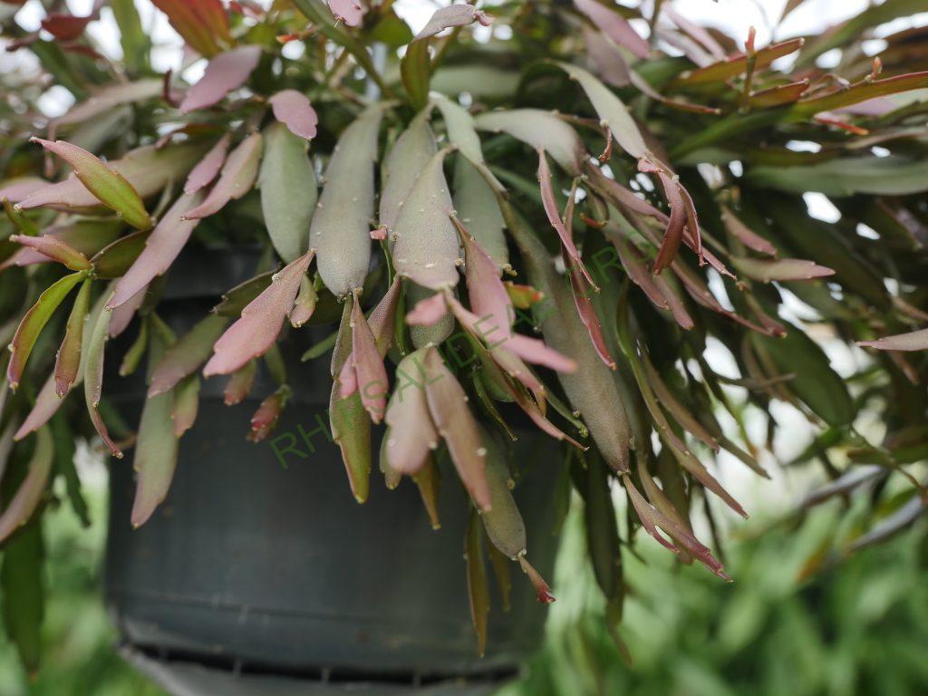 Kimnachia ramulosa subsp. ramulosa f. angustissima