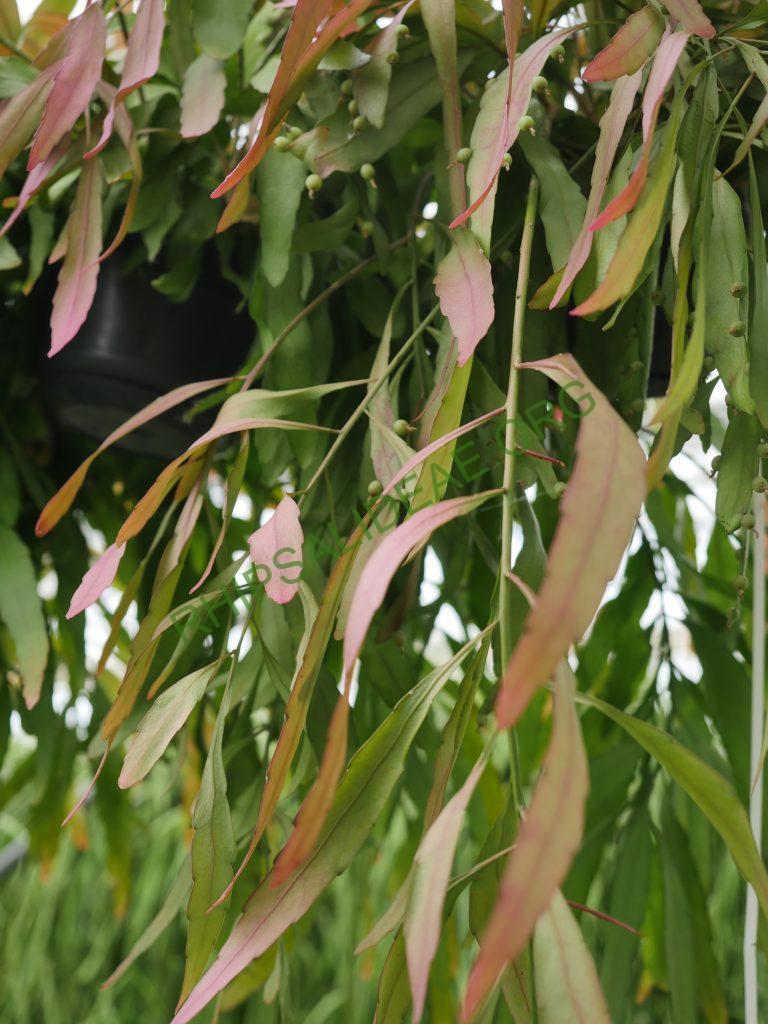 Kimnachia ramulosa subsp. ramulosa f. ramulosa