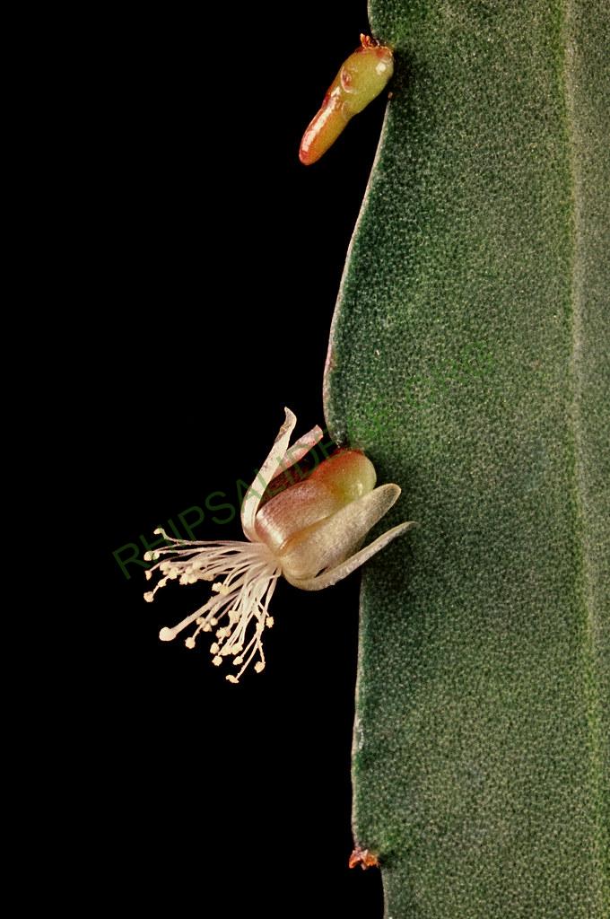 Kimnachia ramulosa subsp. ramulosa f. ramulosa