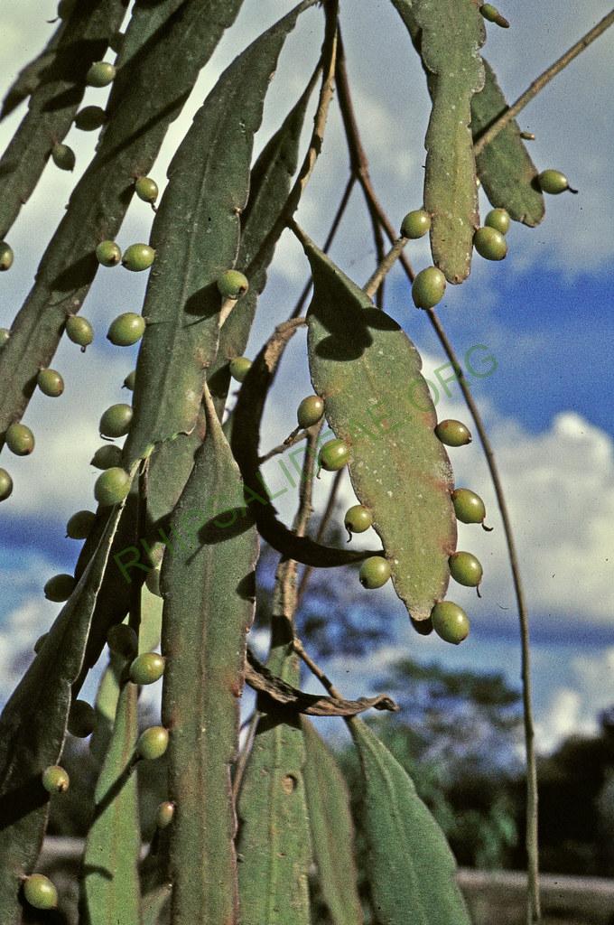 Kimnachia ramulosa subsp. ramulosa f. ramulosa, 95-24