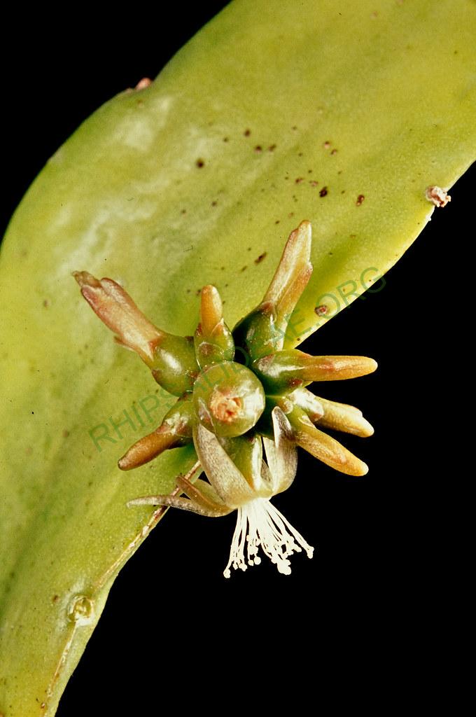 Kimnachia ramulosa subsp. ramulosa f. ramulosa