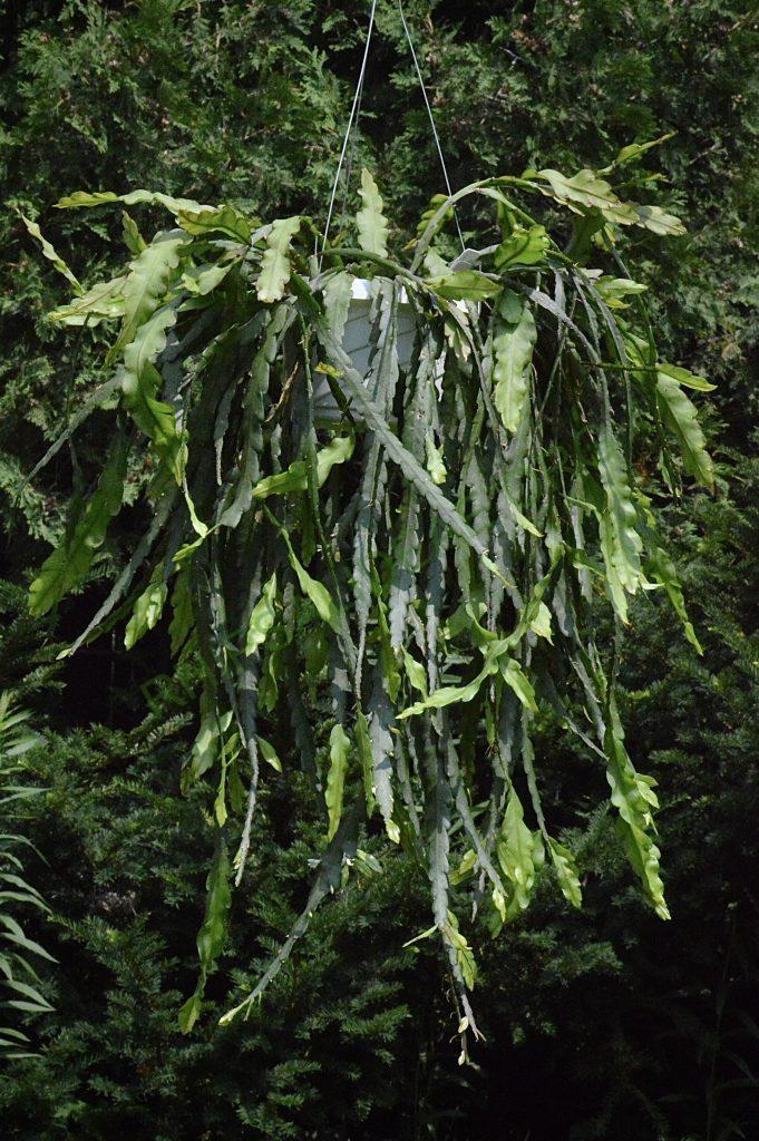 Lepismium cruciforme