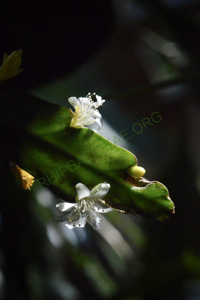 Lepismium cruciforme