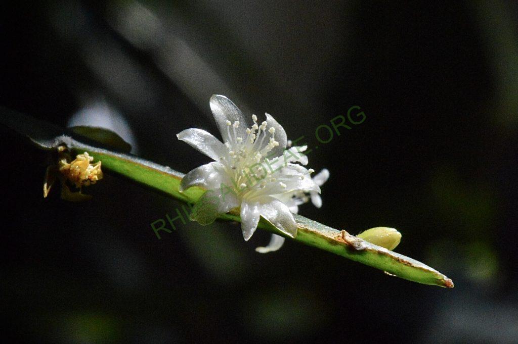 Lepismium cruciforme
