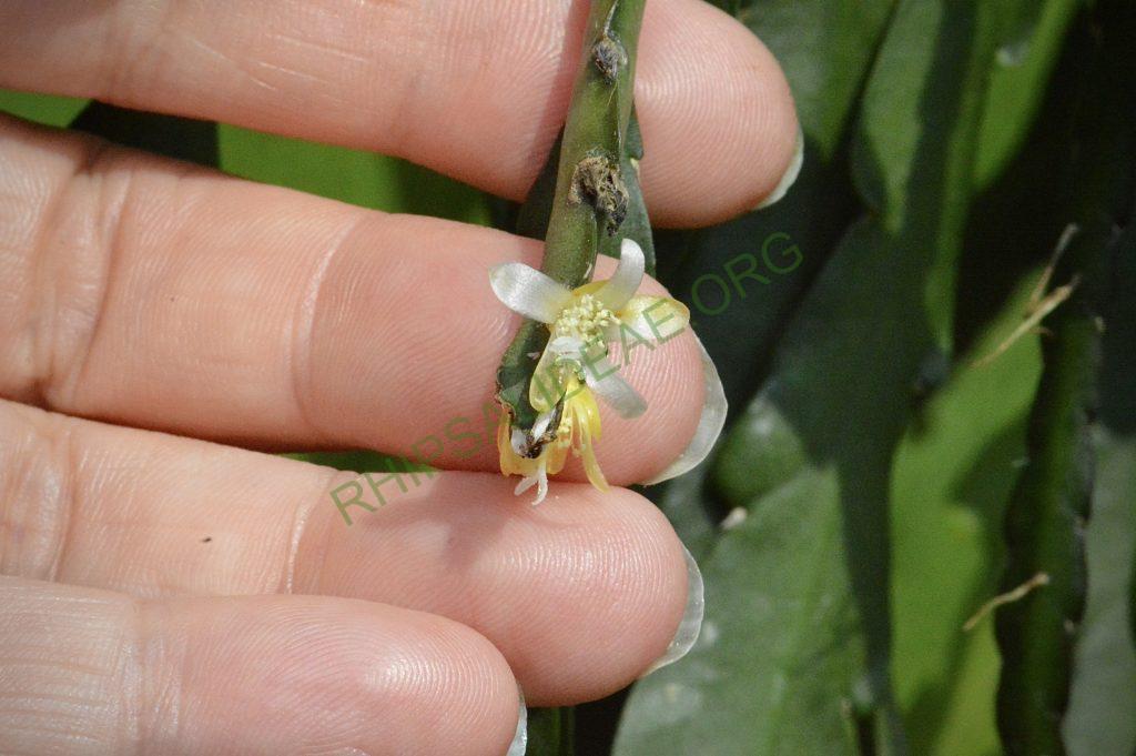 Lepismium cruciforme