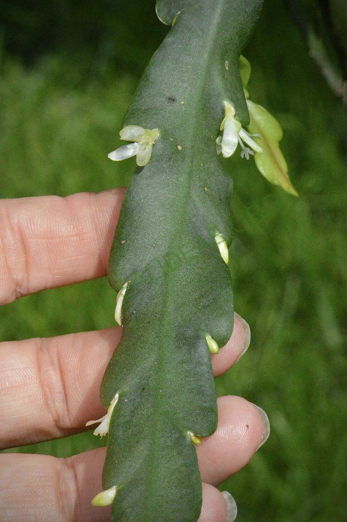 Lepismium cruciforme